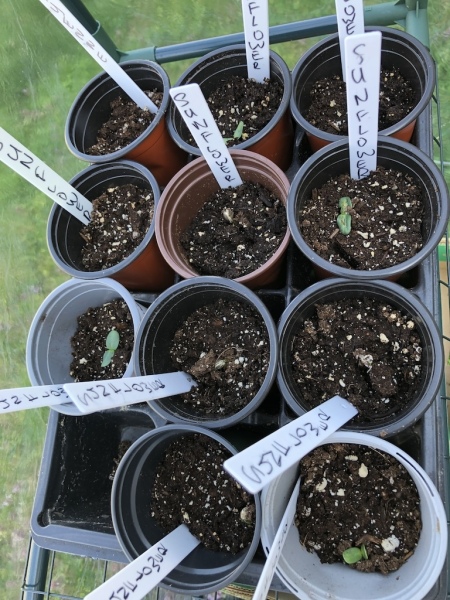 Potted