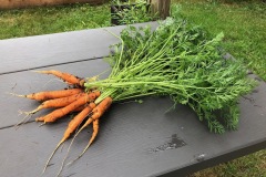 Garden Delights