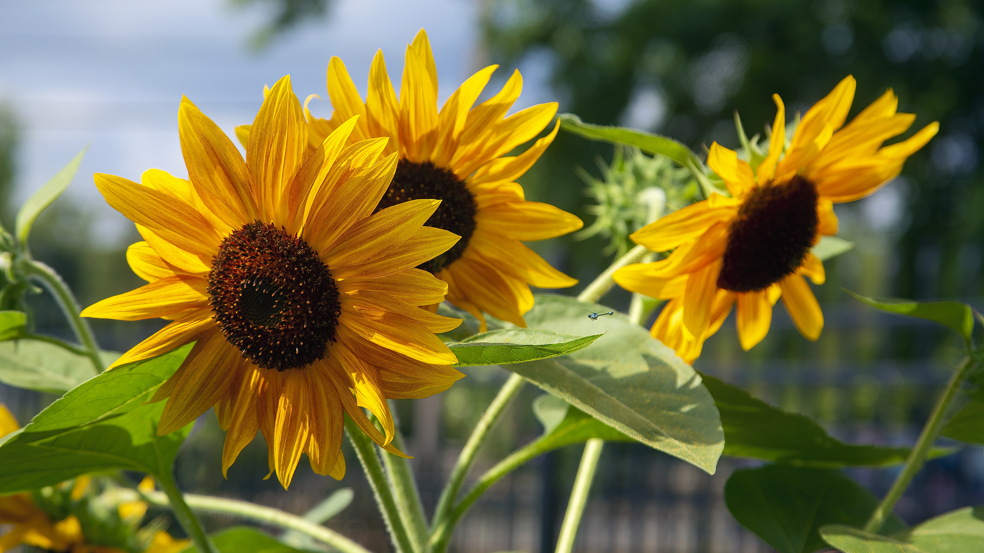 Sunflowers