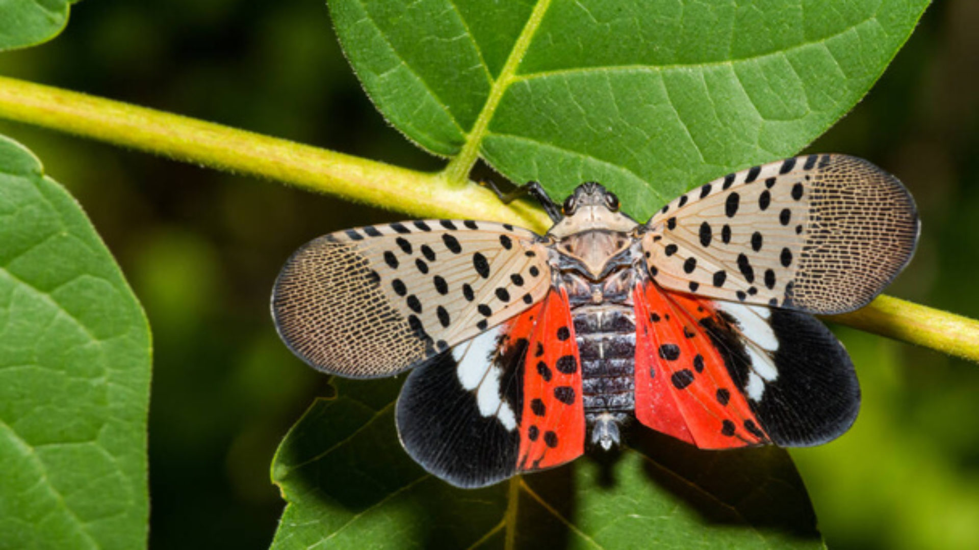 Spotted Lanternfly (Lycorma delicatula)