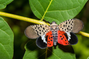 Spotted Lanternfly (Lycorma delicatula)